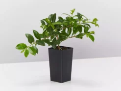 Hedge Syzygium Elite Shrubs