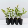 Hedge Syzygium Resilience Lilly Pilly Hedging Pack Hedging Plants 1 Hedge Syzygium Resilience Lilly Pilly Hedging Pack Hedging Plants