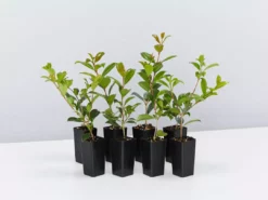 Hedge Syzygium Resilience Lilly Pilly Hedging Pack Hedging Plants