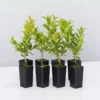 Hedge Syzygium Australe 'Select Form' Lilly Pilly Screening Pack Hedging Plants
