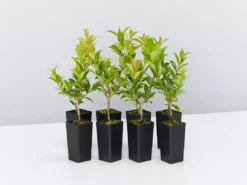 Hedge Syzygium Australe 'Select Form' Lilly Pilly Screening Pack Hedging Plants