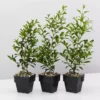 Indoor Garden Syzygium Select Form - Lilly Pilly (larger Sized) 85mm Shrubs