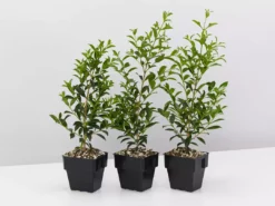 Indoor Garden Syzygium Select Form - Lilly Pilly (larger Sized) 85mm Shrubs