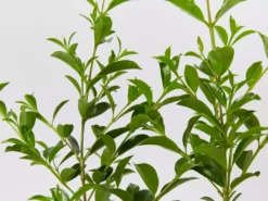 Indoor Garden Syzygium Select Form - Lilly Pilly (larger Sized) 85mm Shrubs