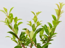 Hedge Syzygium Australe 'Select Form' Lilly Pilly Screening Pack Hedging Plants