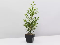 Indoor Garden Syzygium Select Form - Lilly Pilly (larger Sized) 85mm Shrubs