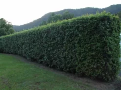 Syzygium 'Aussie Compact' Lilly Pilly Medium Hedge Pack Hedging Plants