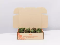 Succulents Mystery Succulent Box