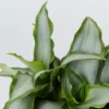 Indoor Garden Tradescantia Spathacea Silver 85mm Border Plants 1 Indoor Garden Tradescantia Spathacea Silver 85mm Border Plants
