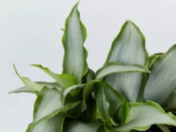 Indoor Garden Tradescantia Spathacea Silver
