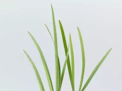 Shrubs Border Plants Tulbaghia Violacea