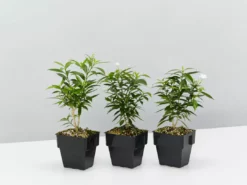 Indoor Garden Tabernaemontana Corymbosa