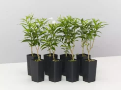 Indoor Garden Tabernaemontana Corymbosa