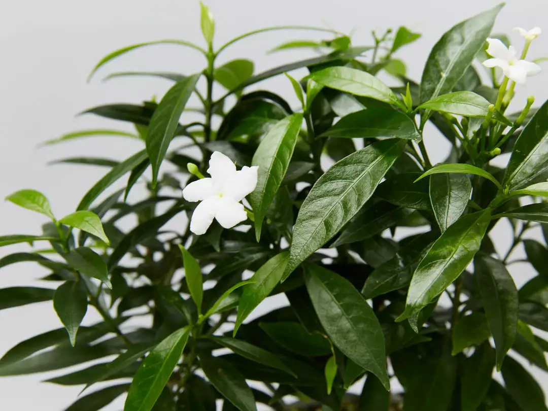 Indoor Garden Tabernaemontana Corymbosa - Larger Plants Shrubs 4 Indoor Garden Tabernaemontana Corymbosa - Larger Plants Shrubs