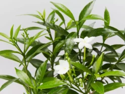 Indoor Garden Tabernaemontana Corymbosa