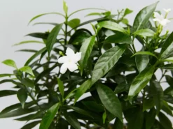 Indoor Garden Tabernaemontana Corymbosa