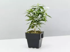 Indoor Garden Tabernaemontana Corymbosa