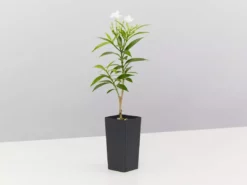 Indoor Garden Tabernaemontana Corymbosa