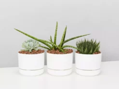 Succulents The Succulent Planter + LECA And Soil Bag