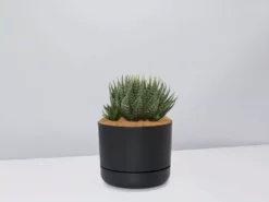 Succulents The Succulent Planter + LECA And Soil Bag 21 Succulents The Succulent Planter + LECA And Soil Bag