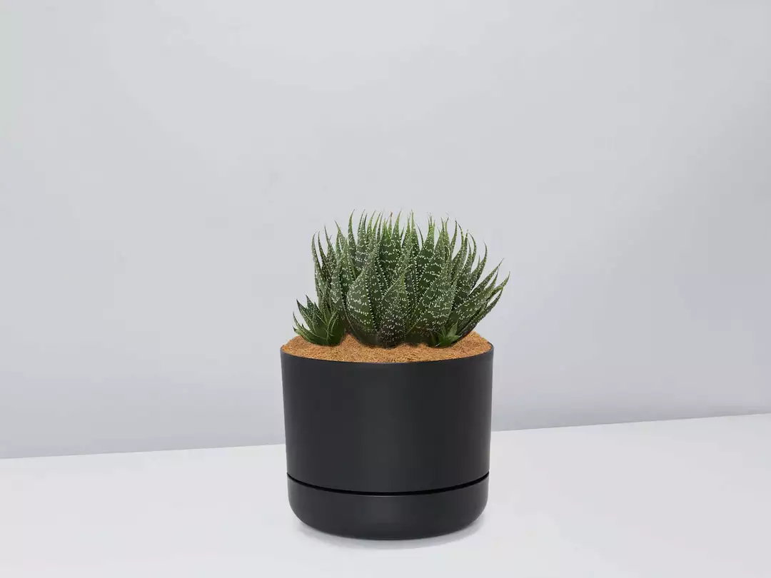 Succulents The Succulent Planter + LECA And Soil Bag 7 Succulents The Succulent Planter + LECA And Soil Bag