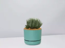 Succulents The Succulent Planter + LECA And Soil Bag 29 Succulents The Succulent Planter + LECA And Soil Bag