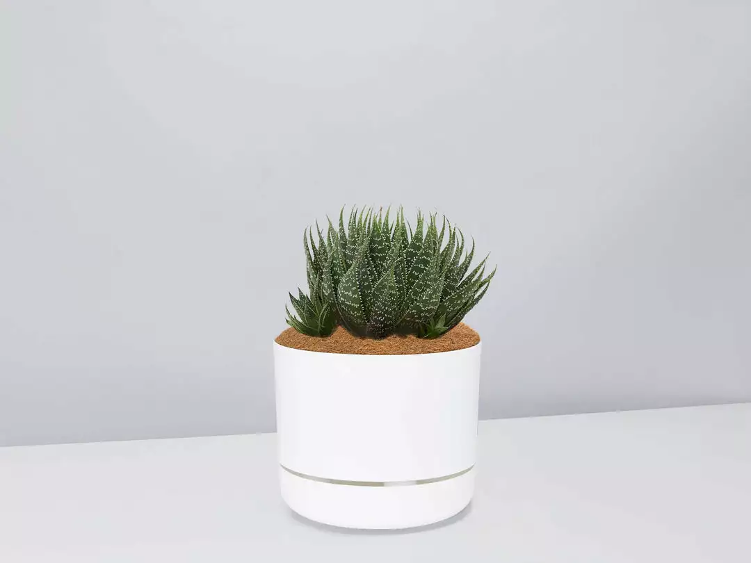 Succulents The Succulent Planter + LECA And Soil Bag 11 Succulents The Succulent Planter + LECA And Soil Bag