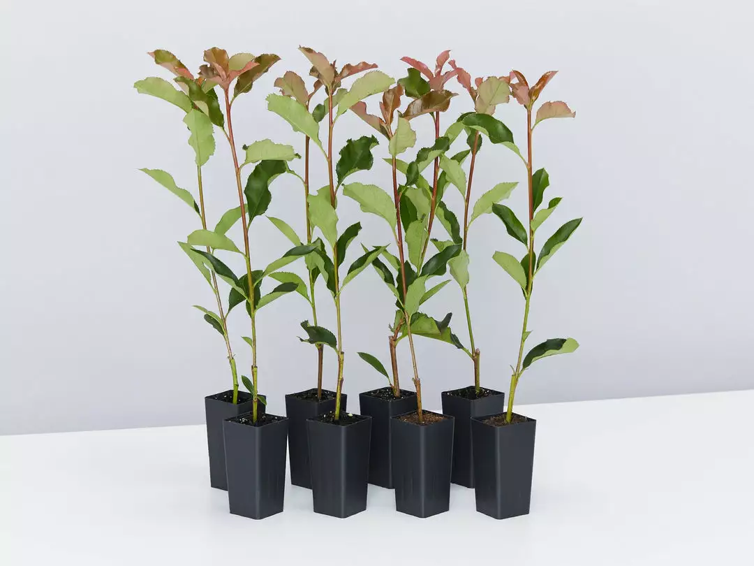 Ozbreed Thin Red™ Photinia X Fraseri ‘NP01’ PBR 3 Ozbreed Thin Red™ Photinia X Fraseri ‘NP01’ PBR