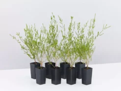 Shrubs Thryptomene Saxicola F.C. Payne