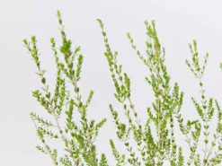 Shrubs Thryptomene Saxicola F.C. Payne