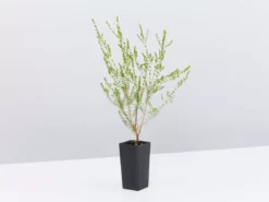 Shrubs Thryptomene Saxicola F.C. Payne