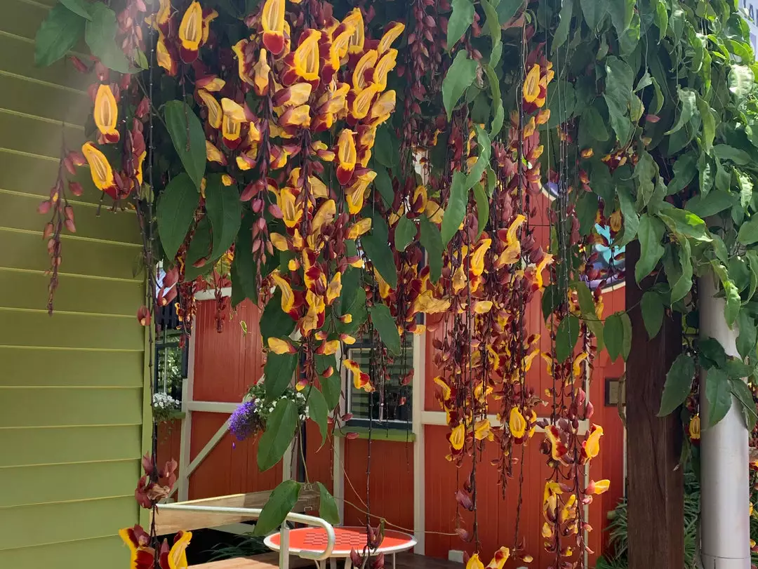 Shrubs Thunbergia Mysorensis Full Sun 6 Shrubs Thunbergia Mysorensis Full Sun