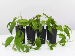 Shrubs Thunbergia Mysorensis Full Sun