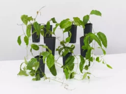 Shrubs Thunbergia Mysorensis Full Sun 16 Shrubs Thunbergia Mysorensis Full Sun