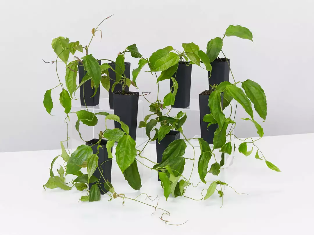 Shrubs Thunbergia Mysorensis Full Sun 9 Shrubs Thunbergia Mysorensis Full Sun