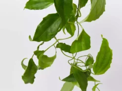 Shrubs Thunbergia Mysorensis Full Sun 14 Shrubs Thunbergia Mysorensis Full Sun