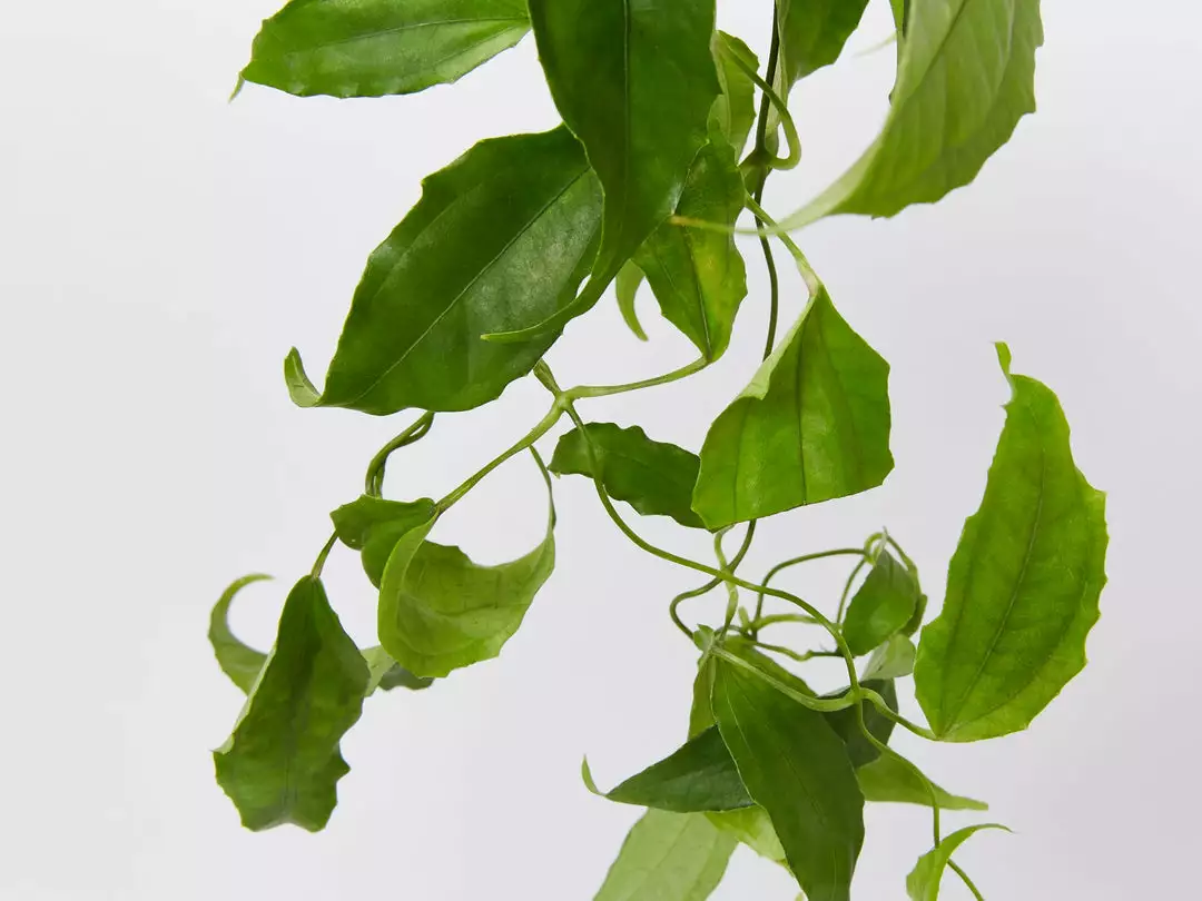 Shrubs Thunbergia Mysorensis Full Sun 7 Shrubs Thunbergia Mysorensis Full Sun