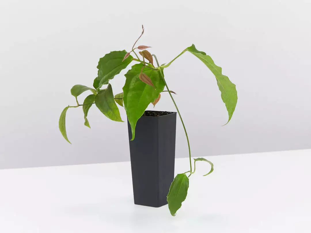 Shrubs Thunbergia Mysorensis Full Sun 5 Shrubs Thunbergia Mysorensis Full Sun