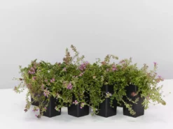 Shrubs Full Sun Creeping Thyme -Thymus Praecox