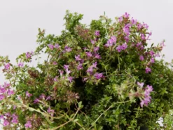Shrubs Full Sun Creeping Thyme -Thymus Praecox