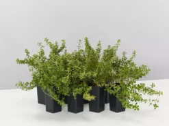 Shrubs Thymus X Citriodorus Variegated Lemon Thyme