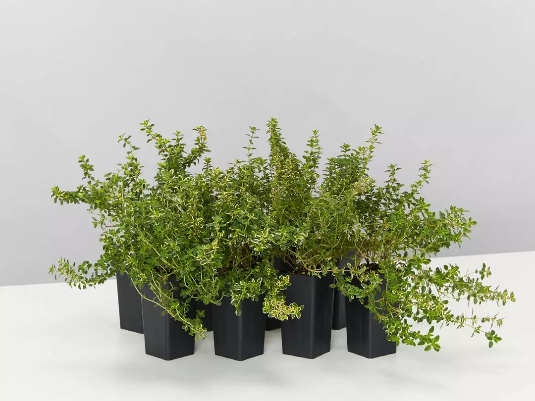 Shrubs Thymus X Citriodorus Variegated Lemon Thyme 3 Shrubs Thymus X Citriodorus Variegated Lemon Thyme