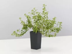 Shrubs Thymus X Citriodorus Variegated Lemon Thyme 9 Shrubs Thymus X Citriodorus Variegated Lemon Thyme