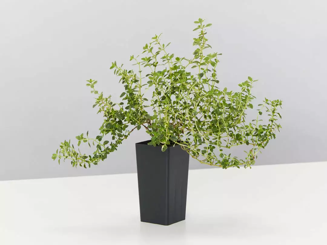 Shrubs Thymus X Citriodorus Variegated Lemon Thyme 5 Shrubs Thymus X Citriodorus Variegated Lemon Thyme