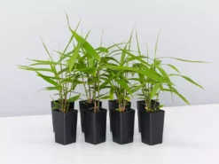 Shrubs Thysanolaena Maxima Tiger Grass