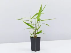 Shrubs Thysanolaena Maxima Tiger Grass