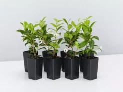 Hedge Star Jasmine Hedging Or Ground Cover Pack Hedging Plants
