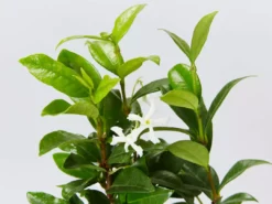 Hedge Star Jasmine Hedging Or Ground Cover Pack Hedging Plants