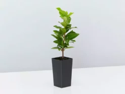 Hedge Star Jasmine Hedging Or Ground Cover Pack Hedging Plants