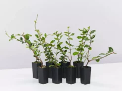 Shrubs Hedging Plants Trachelospermum Yellow Star